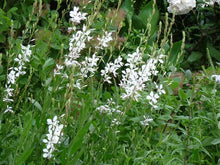 Carica l'immagine nel visualizzatore di Gallery, Gaura Lindheimeri "Little White"