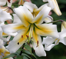 Carica l'immagine nel visualizzatore di Gallery, Lilium "Mister Pistache"