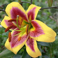 Carica l'immagine nel visualizzatore di Gallery, Lilium "Robert Swanson"