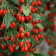 Carica l'immagine nel visualizzatore di Gallery, Lycium Barbarum (Goji Berry)