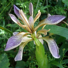 Carica l'immagine nel visualizzatore di Gallery, Iris Foetidissima
