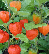 Carica l'immagine nel visualizzatore di Gallery, Physalis Franchetii Alkekengi