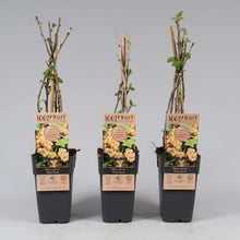 Carica l'immagine nel visualizzatore di Gallery, Ribes Rubrum "Witte Parel"