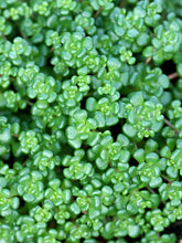Carica l'immagine nel visualizzatore di Gallery, Sedum Oreganum