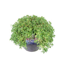 Carica l'immagine nel visualizzatore di Gallery, Sedum Oreganum