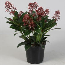 Carica l'immagine nel visualizzatore di Gallery, Skimmia Japonica "Rubella"