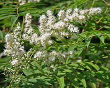 Carica l'immagine nel visualizzatore di Gallery, Sorbaria Sorbifolia
