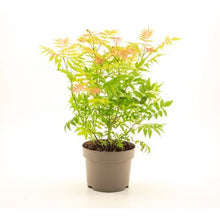 Carica l'immagine nel visualizzatore di Gallery, Sorbaria Sorbifolia