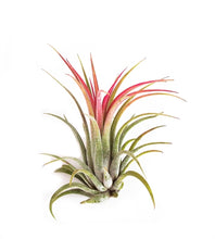 Carica l'immagine nel visualizzatore di Gallery, Tillandsia Ionantha Rubra