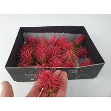 Carica l'immagine nel visualizzatore di Gallery, Tillandsia Ionantha Rubra