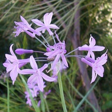 Carica l'immagine nel visualizzatore di Gallery, Tulbaghia Violacea