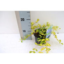 Carica l'immagine nel visualizzatore di Gallery, Vinca Minor Illumination