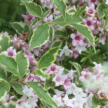 Carica l'immagine nel visualizzatore di Gallery, Weigela Florida "Nana Variegata"