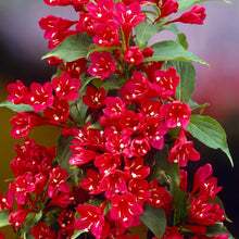 Carica l'immagine nel visualizzatore di Gallery, Weigela Red Prince