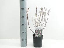 Carica l'immagine nel visualizzatore di Gallery, Weigela Florida "Nana Variegata"