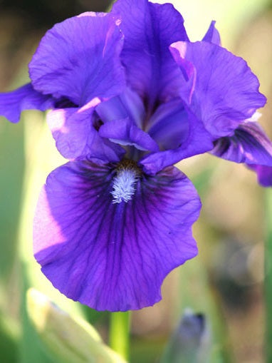 Iris Barbata Intermedia 