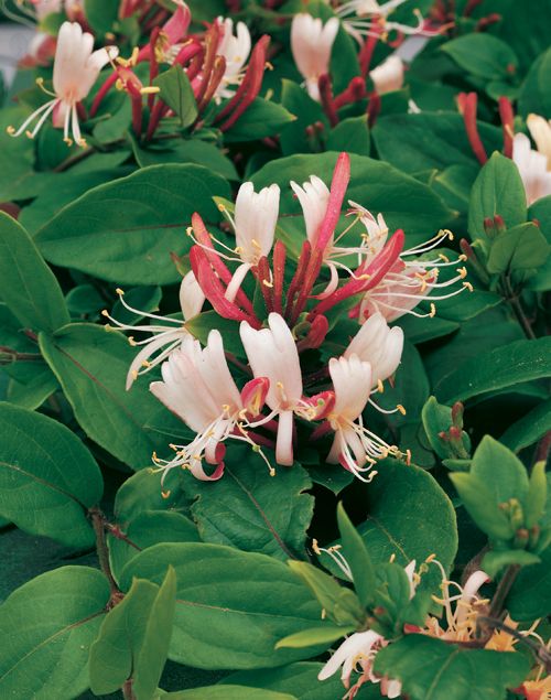 Lonicera Japonica 