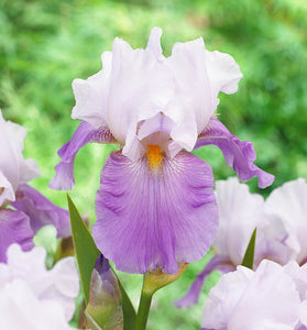 Iris Barbata Alta "Cloud at Dawn"