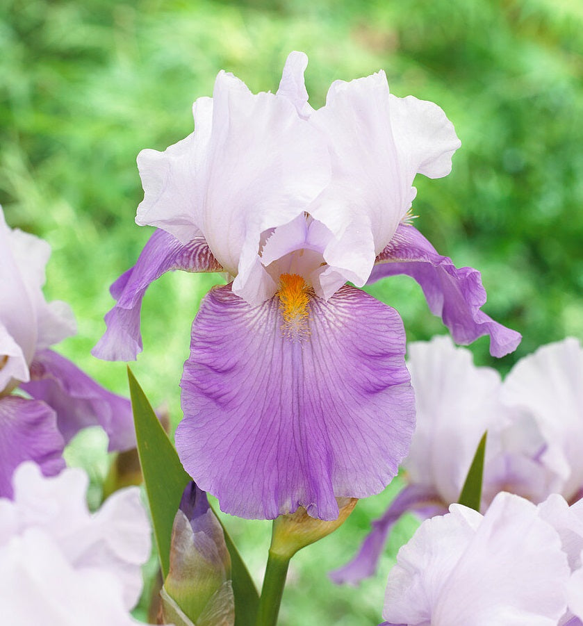 Iris Barbata Alta 