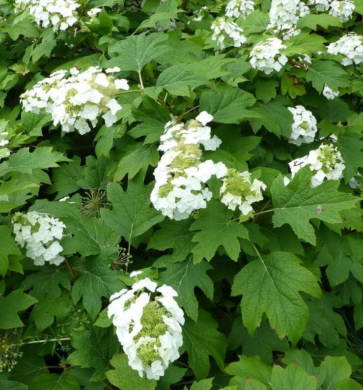 Hydrangea Quercifolia 