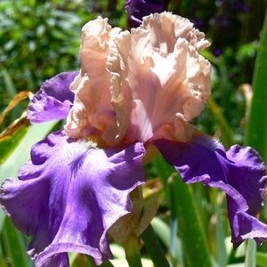 Iris Barbata Alta "Poem of Ecstasy"