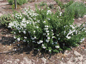 Prostanthera Cuneata