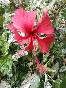 Hibiscus Rosa Sinensis Variegata
