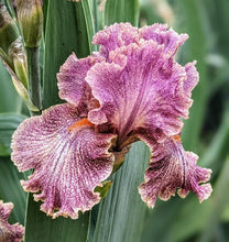 Carica l&#39;immagine nel visualizzatore di Gallery, Iris Barbata Alta &quot;Queen in Calico&quot;
