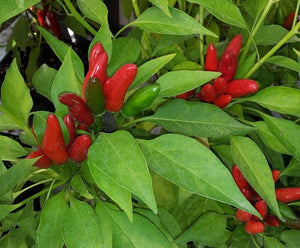 Peperoncino "Etna"