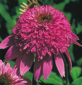 Echinacea Purpurea "Summer Candy"