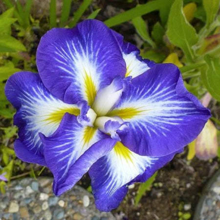 Iris Ensata 