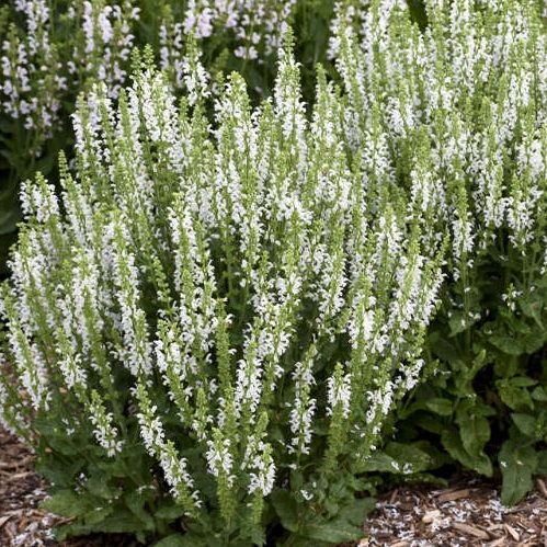 Salvia Nemorosa 