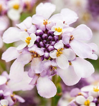 Carica l'immagine nel visualizzatore di Gallery, Iberis Sempervirens "Pink Ice"
