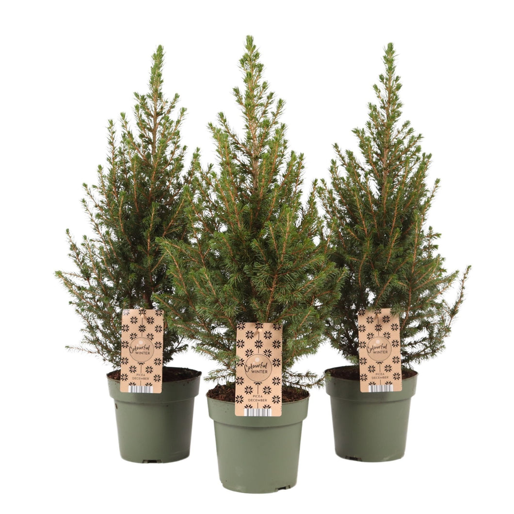 Picea Glauca December