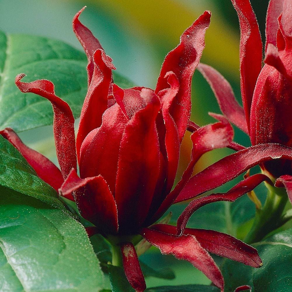 Calycanthus Fertilis