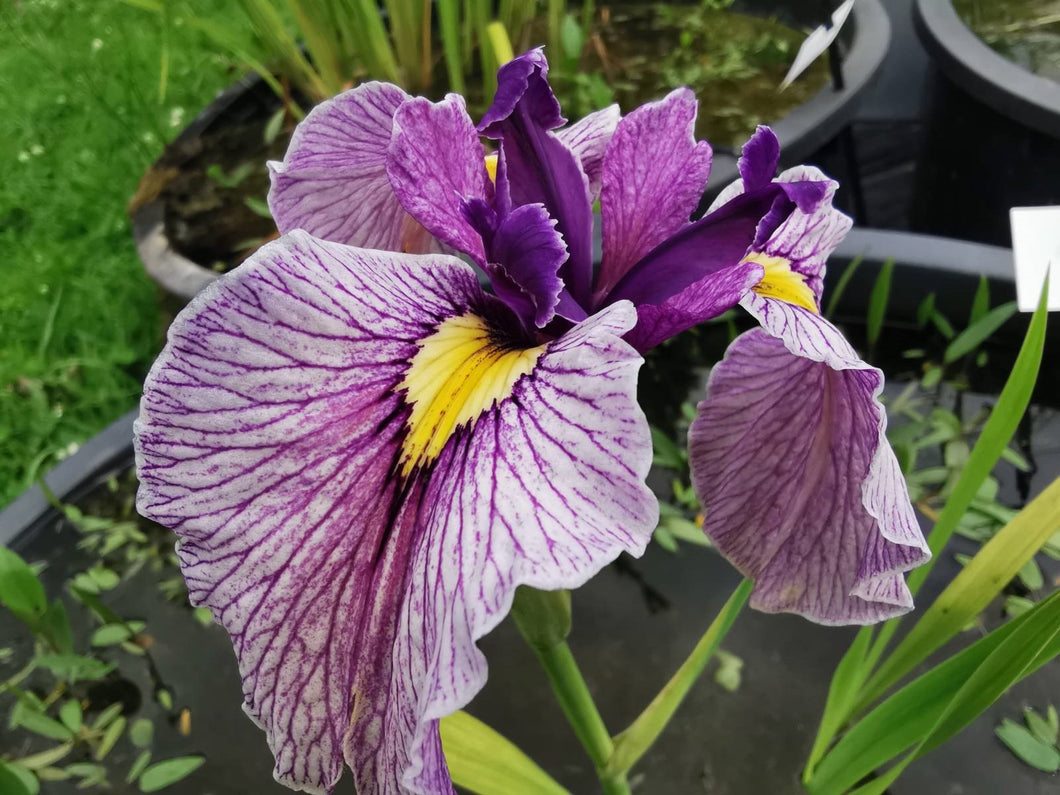Iris Pseudata 