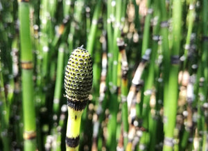 Equisetum Hyemale