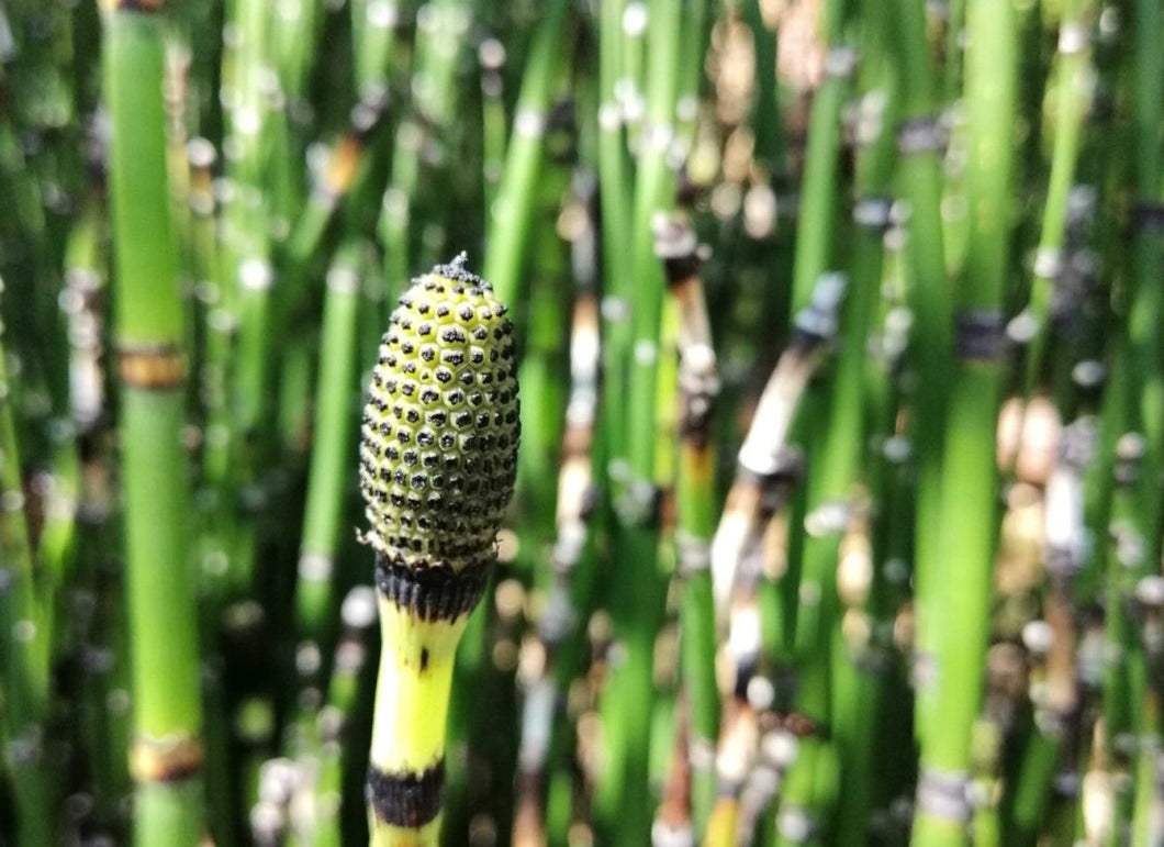 Equisetum Hyemale