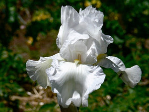 Iris Barbata Alta "Immortality"