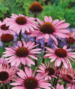 Echinacea Purpurea "Magnus"