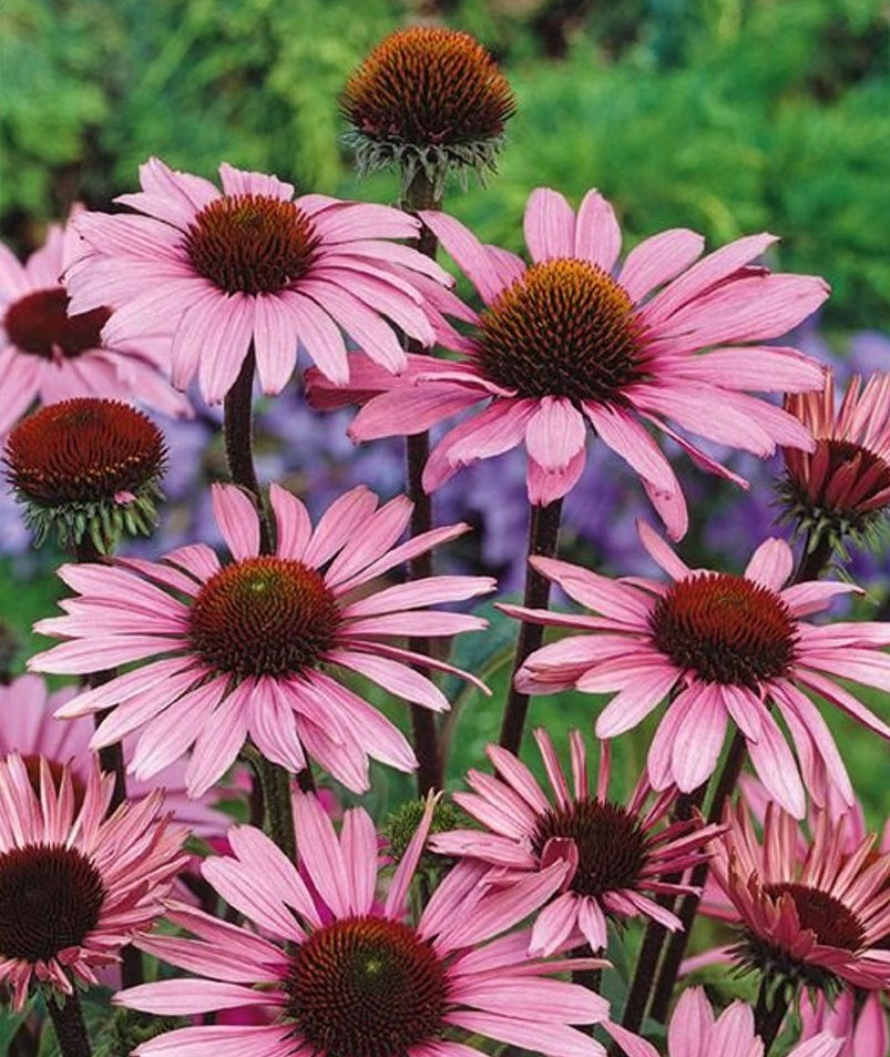 Echinacea Purpurea 