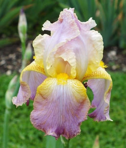 Iris Barbata Alta "Chantilly"