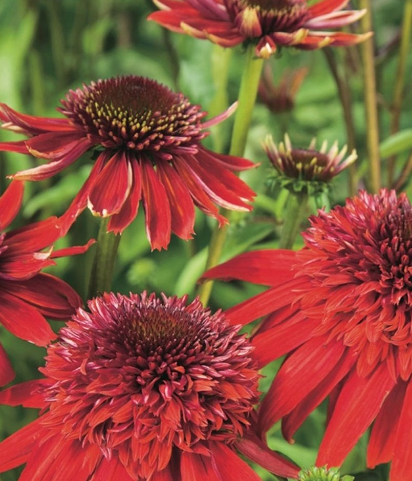 Echinacea Purpurea 