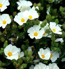 Carica l&#39;immagine nel visualizzatore di Gallery, Cistus Salvifolius
