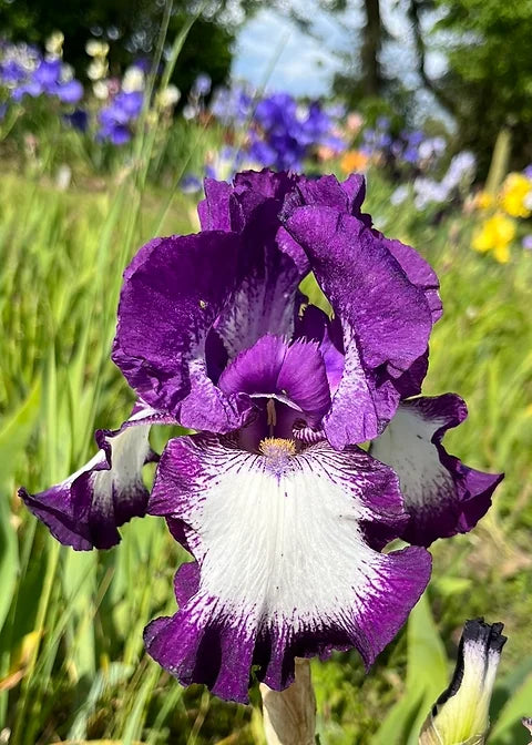 Iris Barbata Alta 