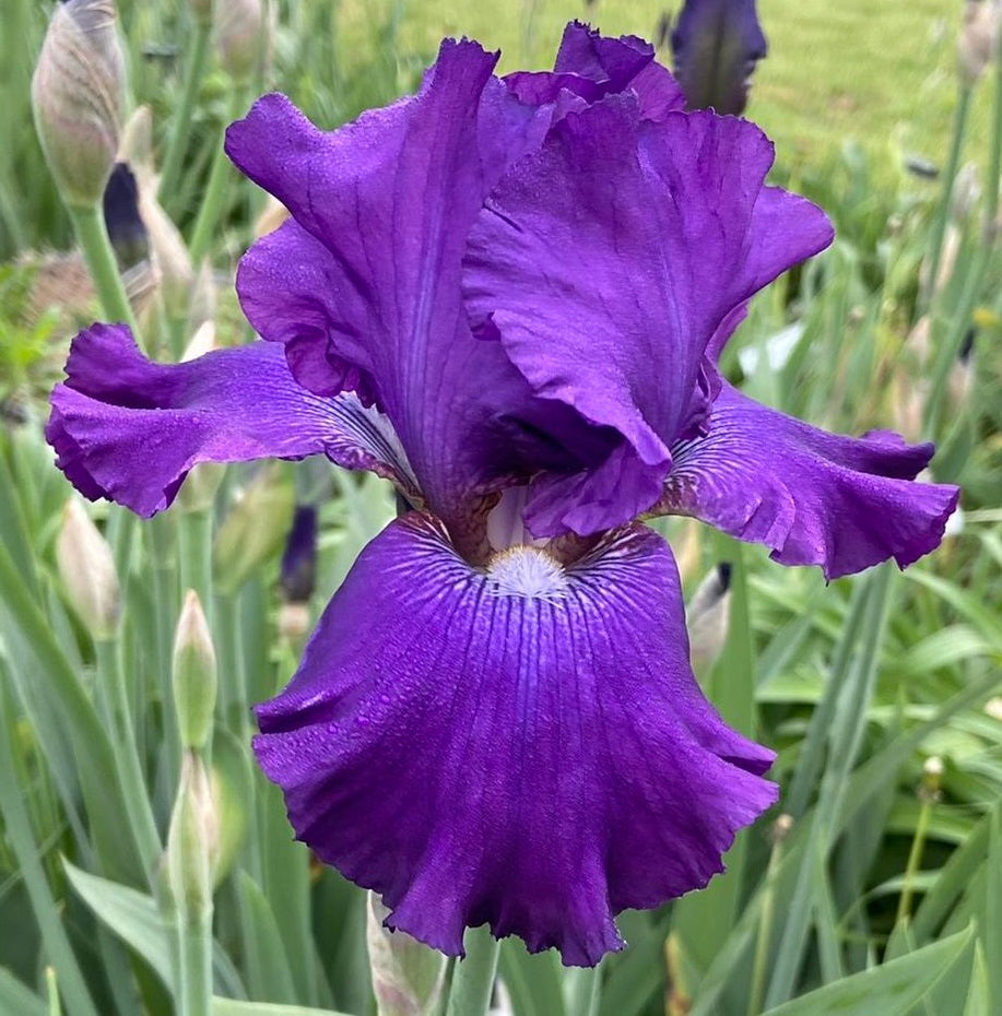 Iris Barbata Alta 