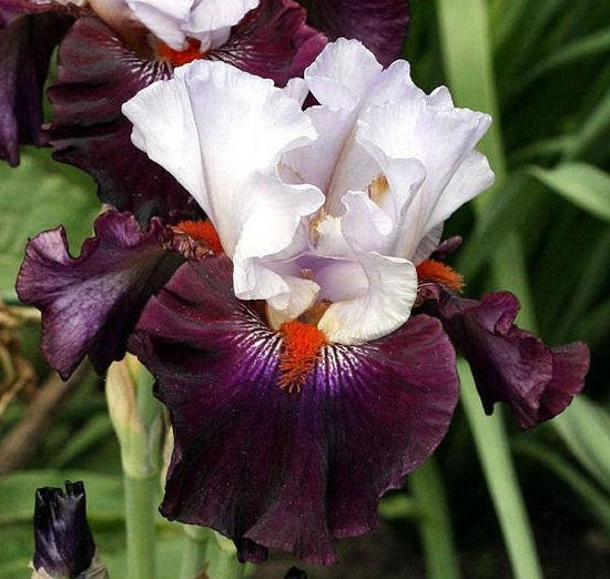 Iris Barbata Alta 