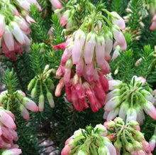 Carica l'immagine nel visualizzatore di Gallery, Erica Cerinthoides
