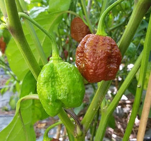 Peperoncino "Sepia Serpent"