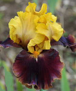 Iris Barbata Alta "Bold Encounter"